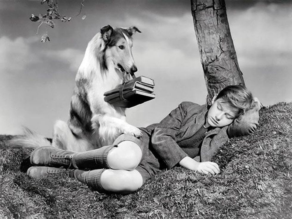 013mcdowall-roddy-lassie