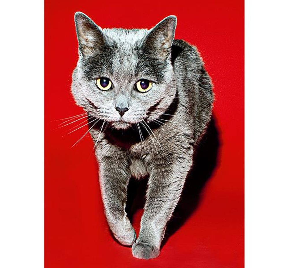 01cat_razzystarrx633