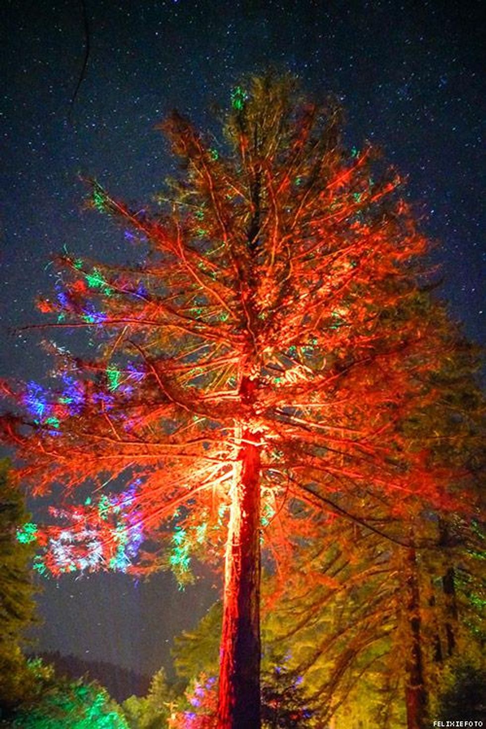 101-lazy-bear-nights-felixiefoto-2018