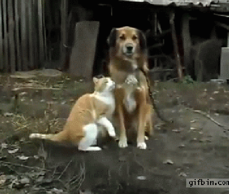 1341250251_cat_and_dog_tender_moment_0