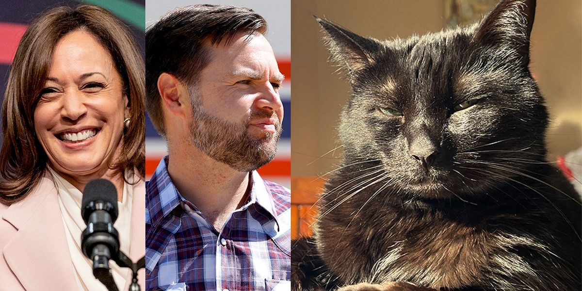 Cat Ladies for Kamala Harris' are campaigning AND shading JD Vance