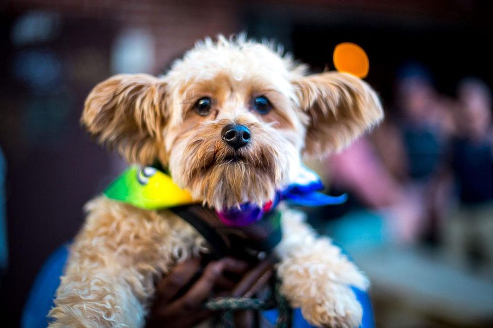 26-new-jersey-pride-preview-may-2019