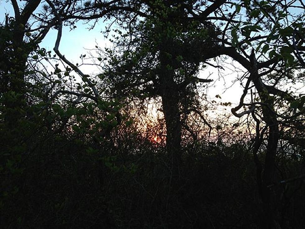 3-mourning-wood-x633_0