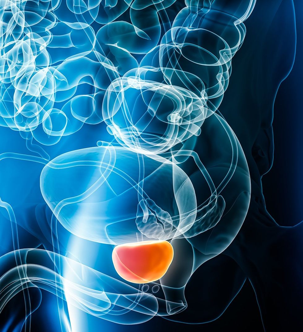3D rendering internal organs prostate highlighted