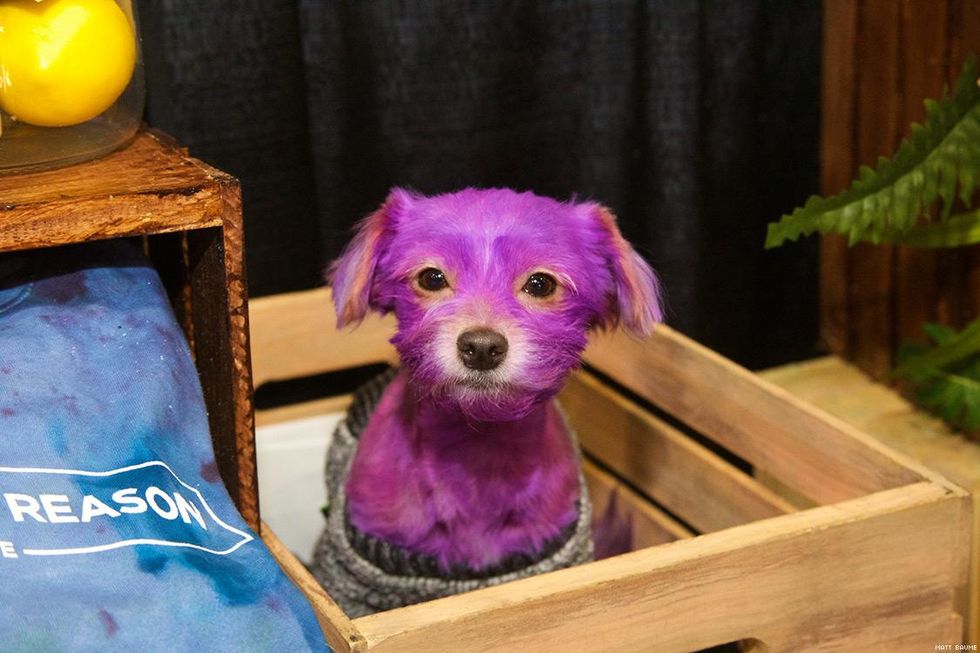 40-dragcon-matt-baume-may-2018