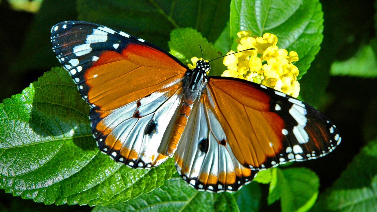 African monarch Butterfly feeding on leaves