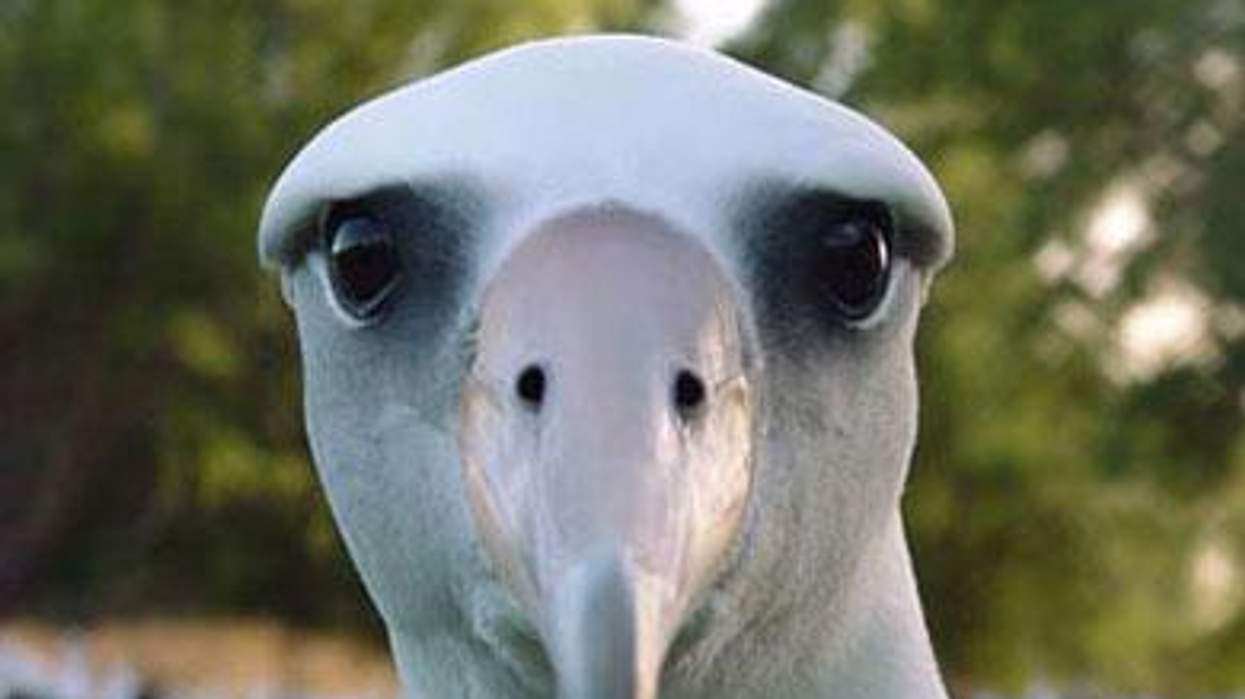 Albatross