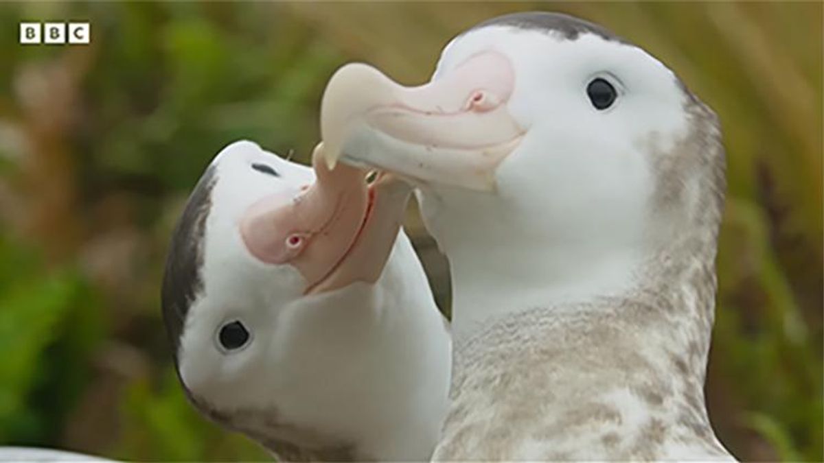 Albatrosses in love on Frozen Planet II