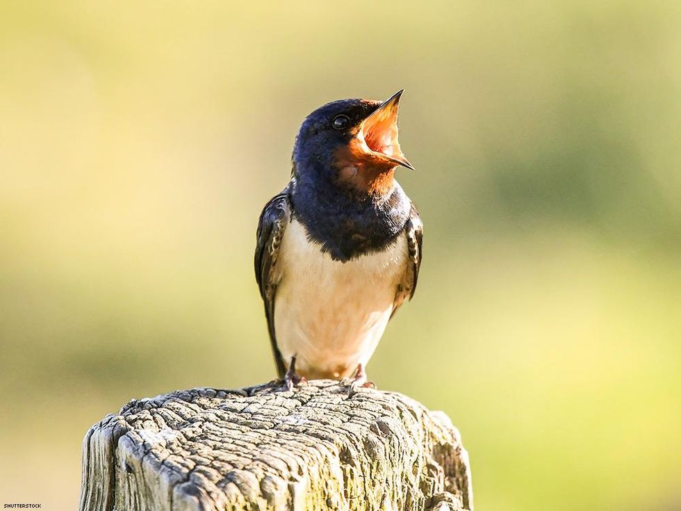 baby bird swallow singing