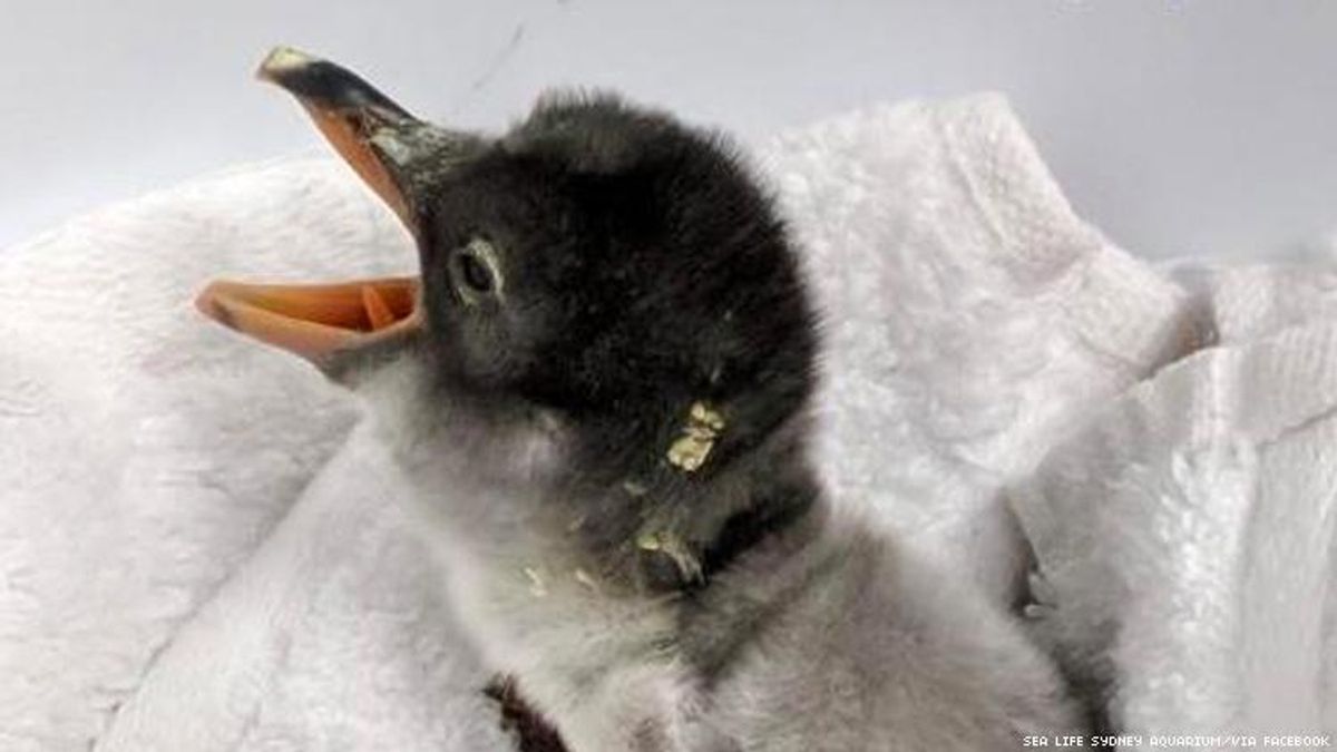 baby penguin chick