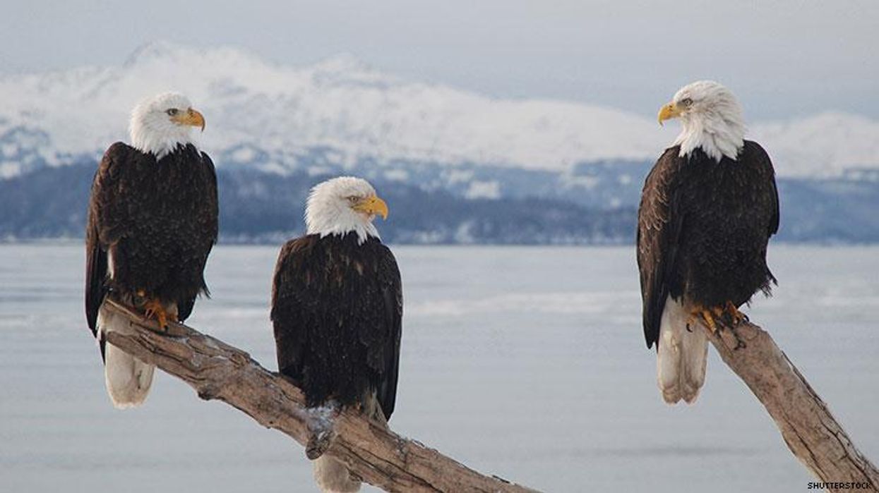 Bald Eagles