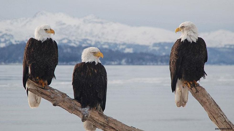 Bald Eagle Trio, Two Males and a Female, Raise Family Together