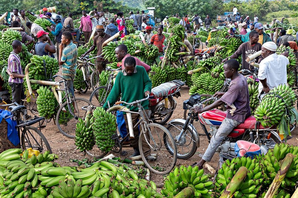 banana market in Kitwa Uganda