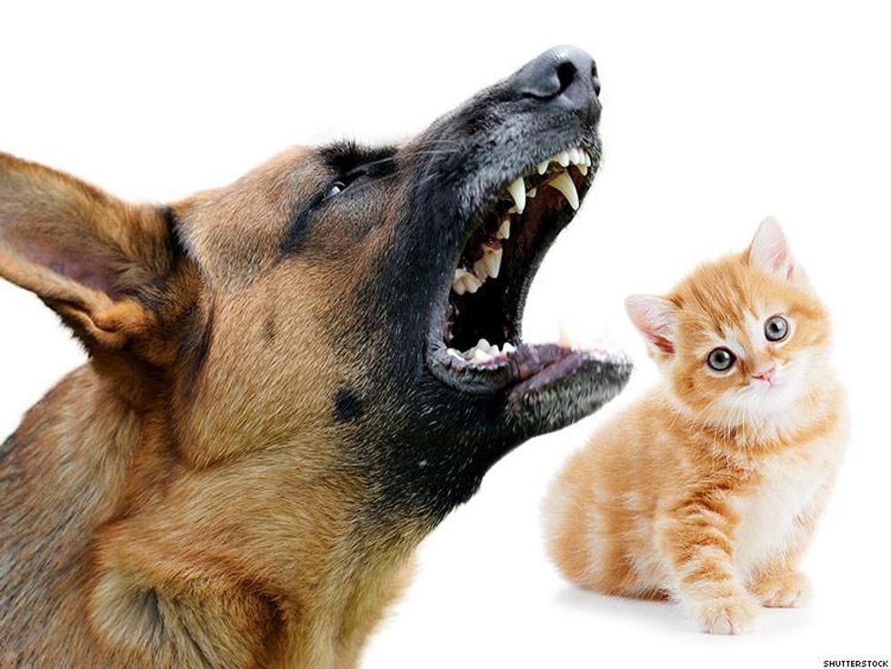 barking dog next to kitten