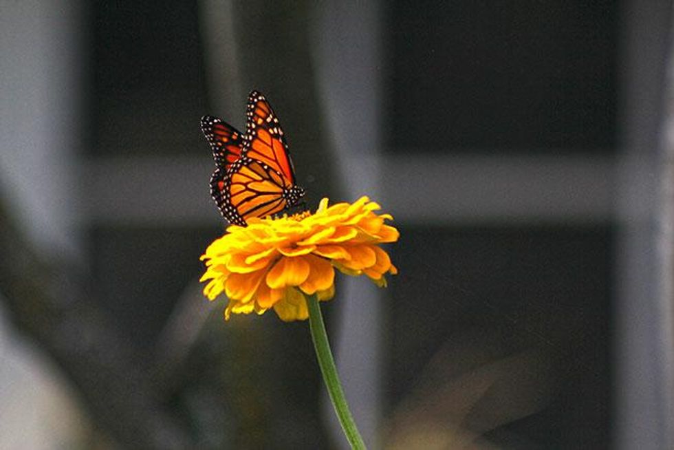 Burlington-pride-22_0