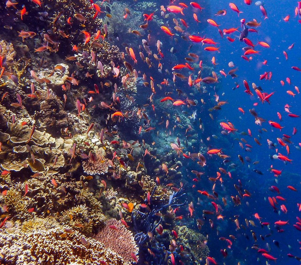 colorful coral reef fish snorkling