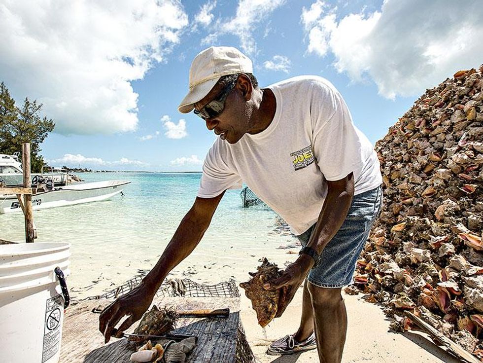 Conch-_-courtesy-diamond-pr