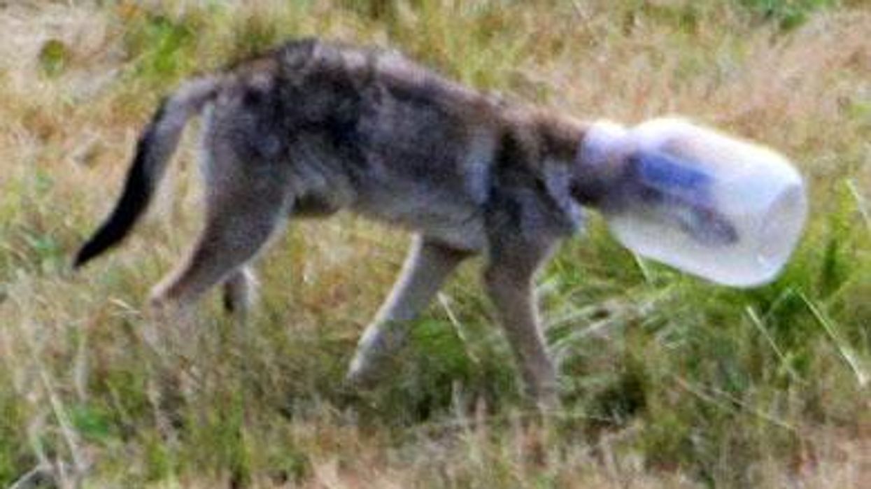 Coyote-with-jarx390_0