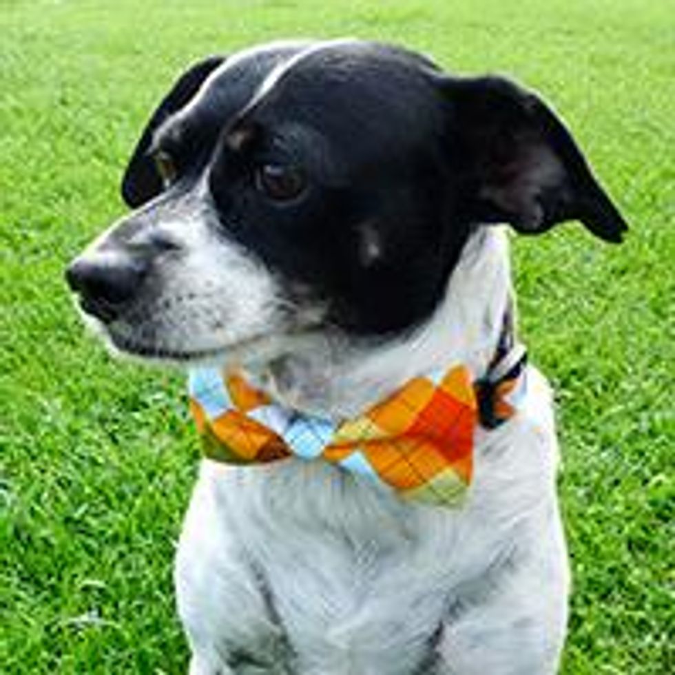 Dapper-dog-collars_0