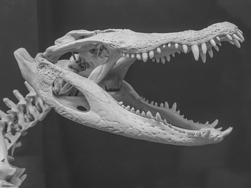 dinosaur skull with lots of teeth