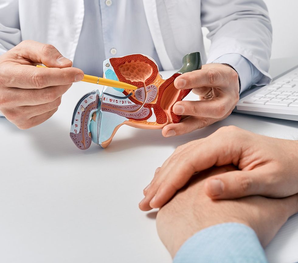 doctor showing location of prostate on anatomical model