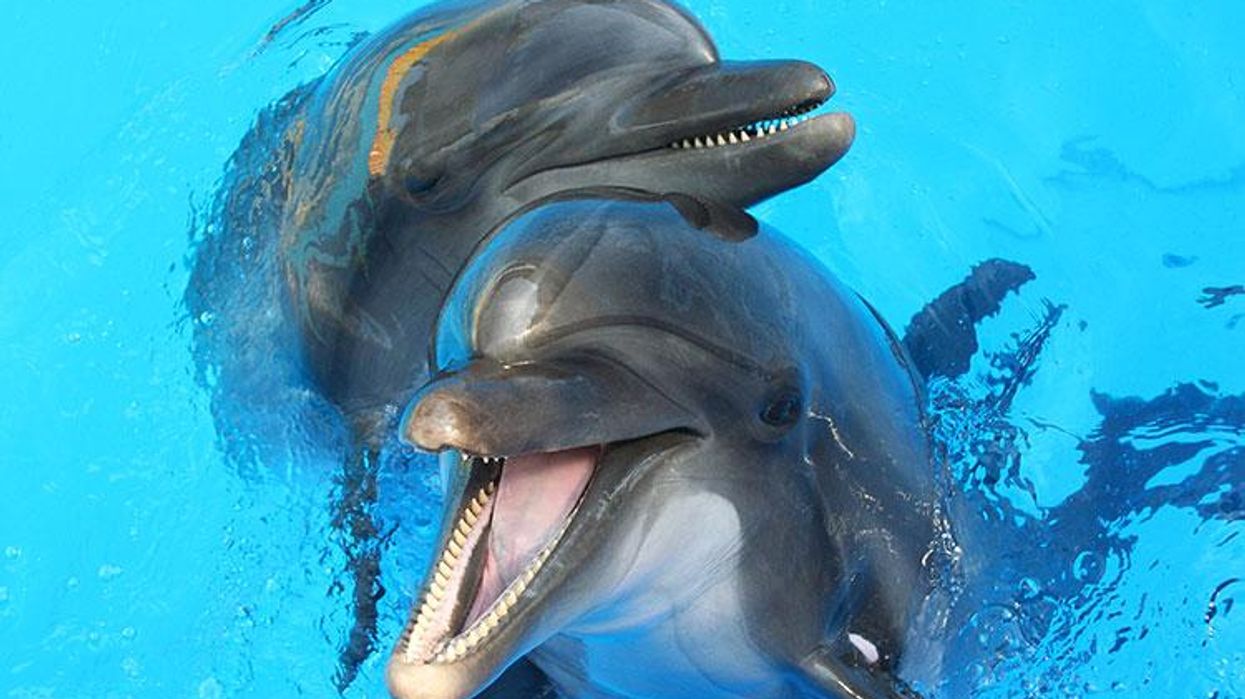 Dolphins
