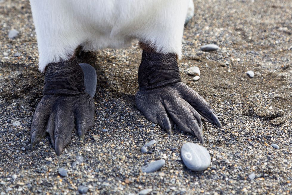 Emperor penguin feet with a pebble in front of them