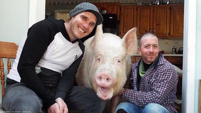 Esther: Just Your Typical 650-Pound Internet Sensation Pig With Two Gay Dads