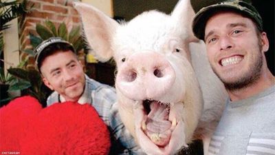 Esther the Wonder Pig and Her Gay Dads Are Getting A Feature Film