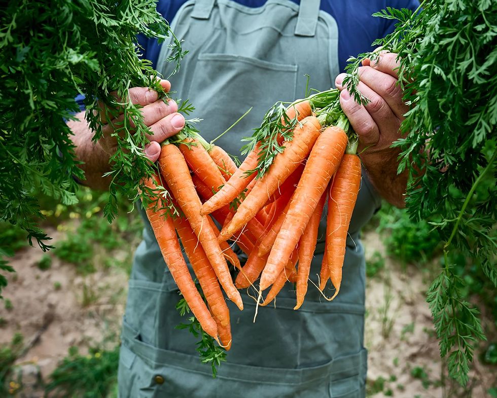 farmer holding a bunch of carrots