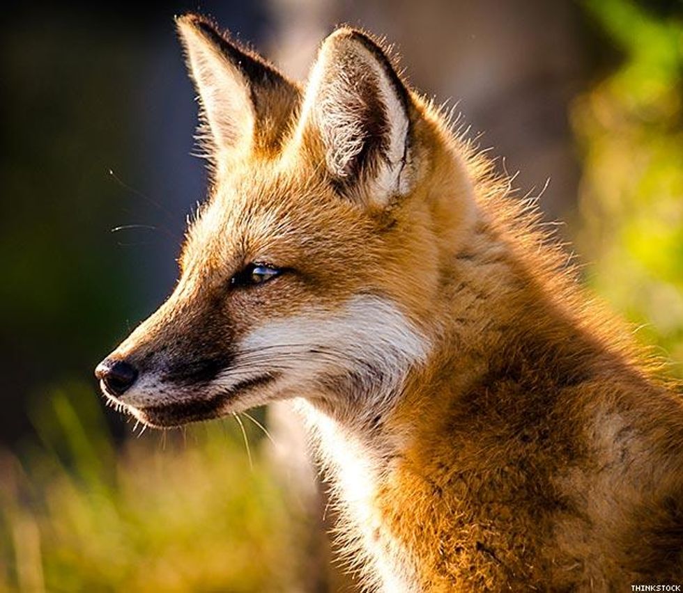 Fox_disturb-the-locals