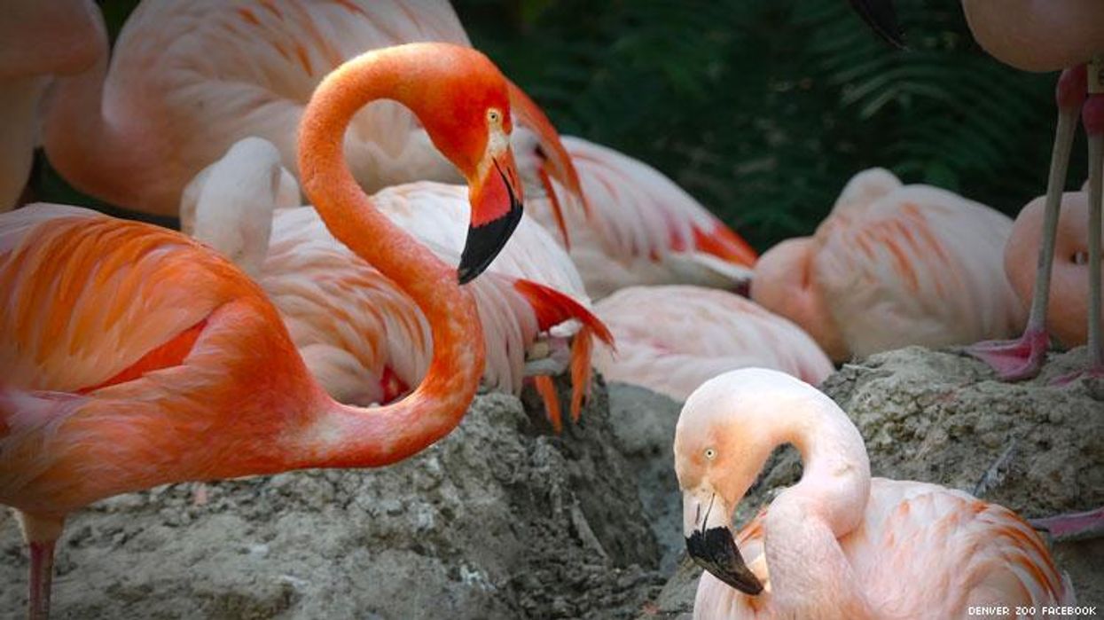 gay flamingoes