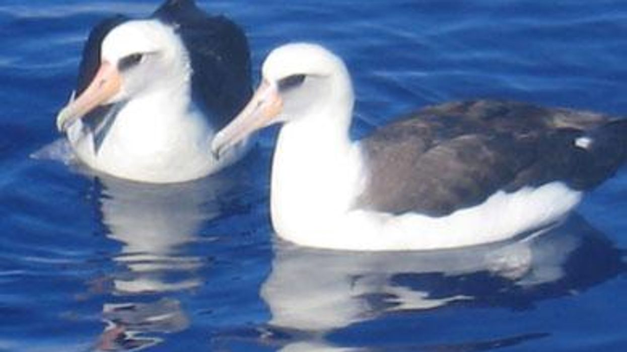 Gay-laysan-albatrossx390