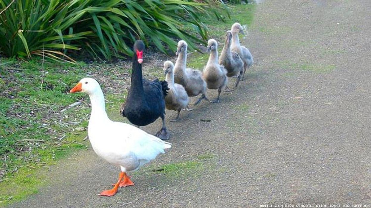 gayducks750x422.jpg