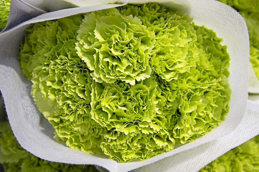 green carnation