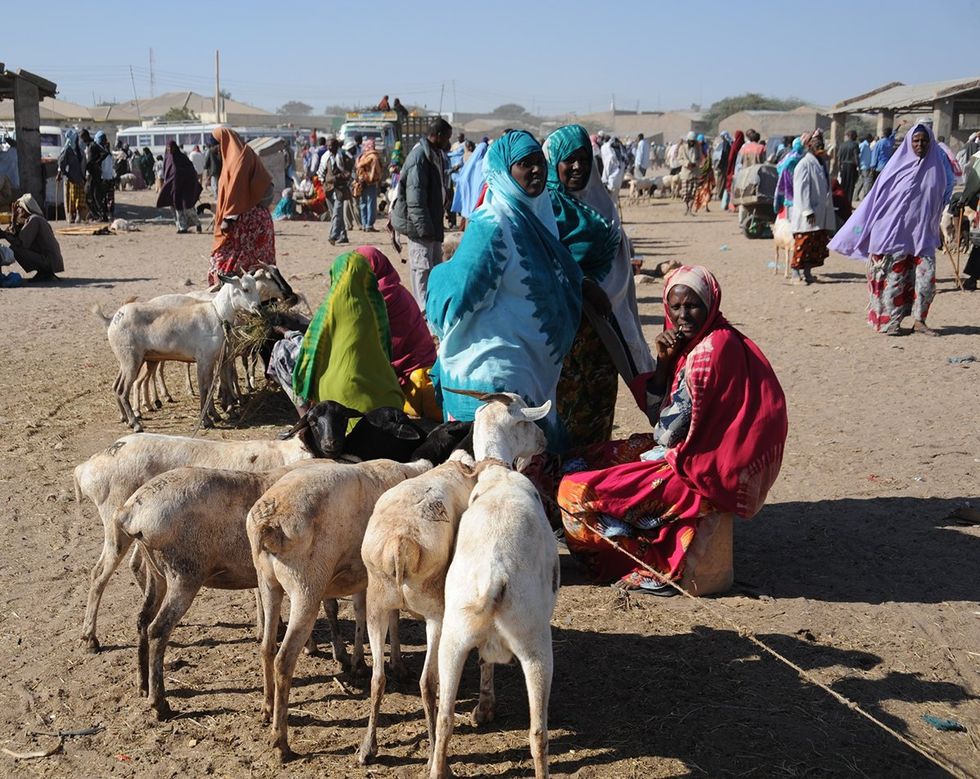 Hargeisa livestock market second largest city in Somalia