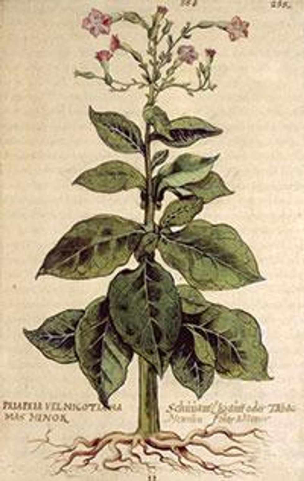 Hiv_tobacco-plant_0