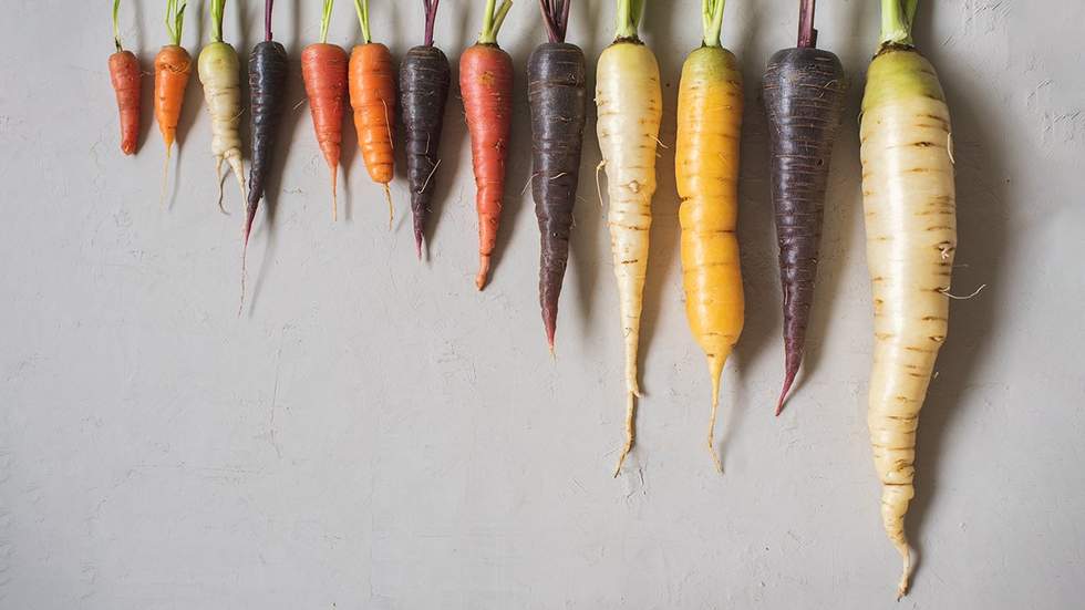 home grown multi color carrots small to large