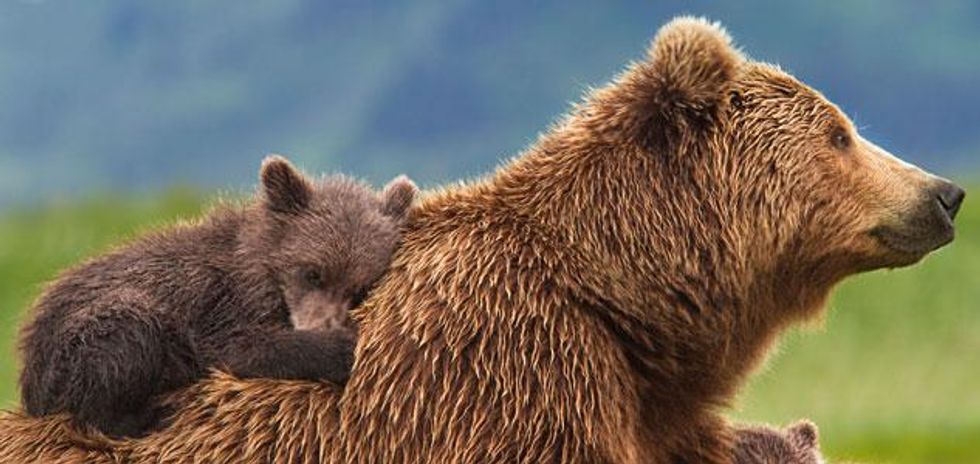 Hot_sheet_disney_bears_0