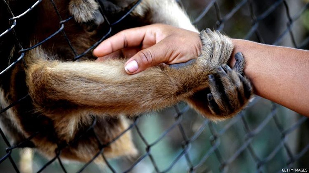 Could Another 'Monkey Virus' Affect Humans in Near Future? Experts Say Maybe