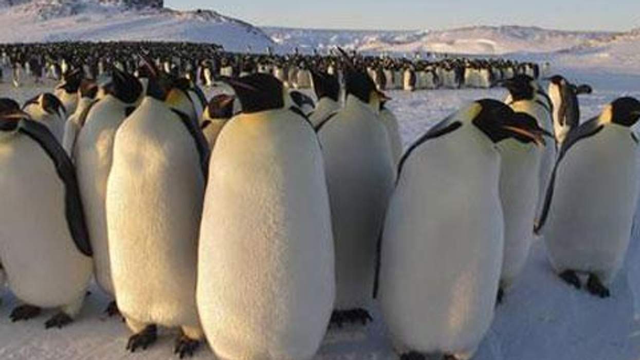 WATCH: Jane Lynch's Voice + Adorable Penguins = The Best Video of the Day