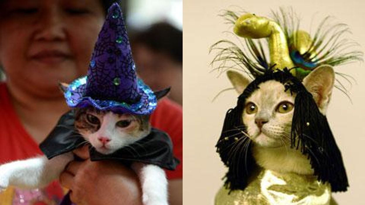 PHOTOS: Celebrate National Cat Day with Cats in Costume!
