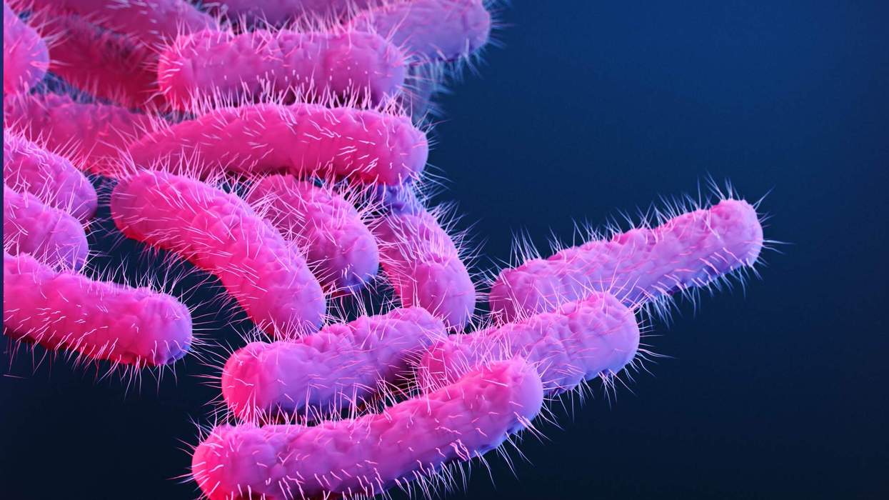 A new strain of Shigella is disproportionately impacting queer men. Why?