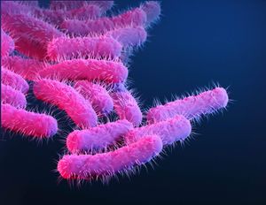 A new strain of Shigella is disproportionately impacting queer men. Why?