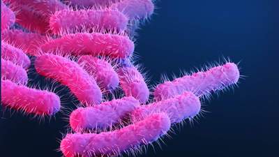 A new strain of Shigella is disproportionately impacting queer men. Why?