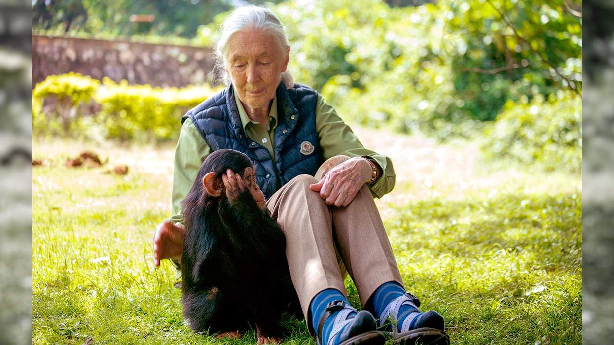 Jane Goodall visits chimpanzee rescue center Entebbe Uganda