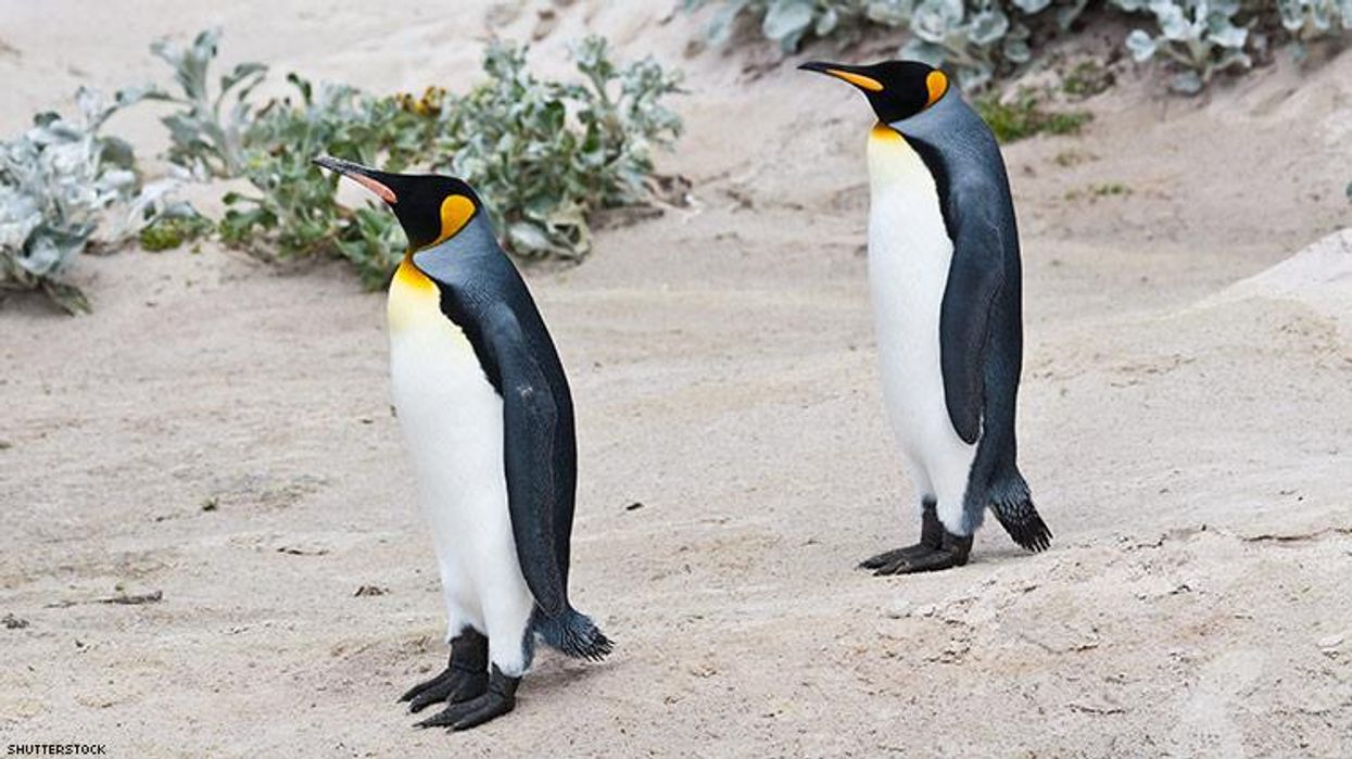 King Penguins
