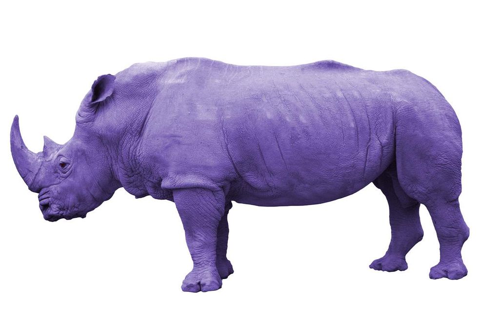 lavender rhino