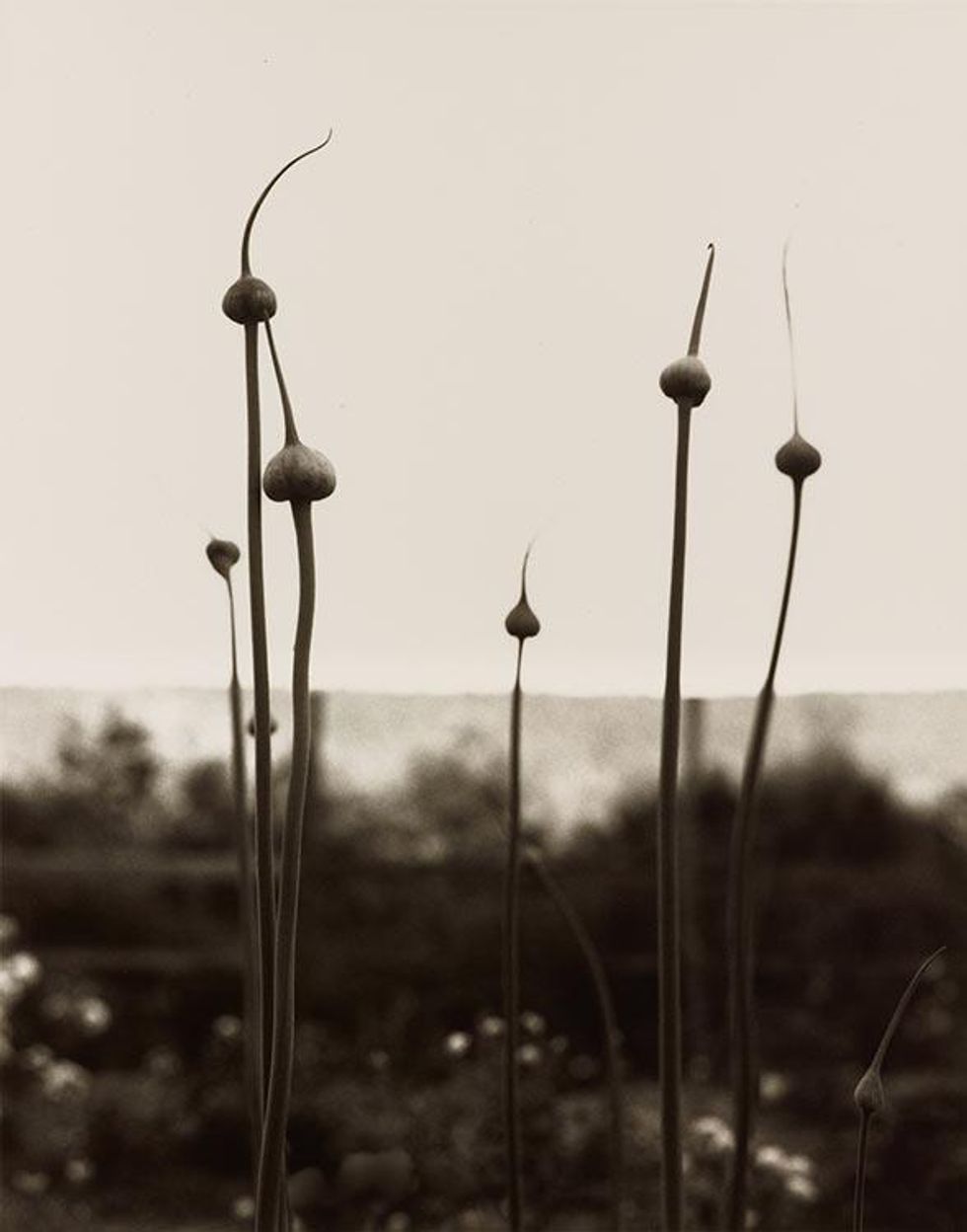 Leek Buds From the portfolio Jack's Garden