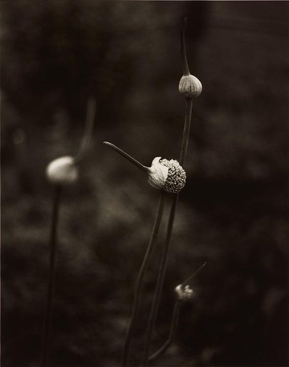 Leeks From the portfolio Jack's Garden